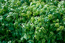 Pianta aromatica medicinale - Gynostemma pentaphyllum (Erba dell'eternità)
