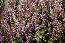 Pianta autoctona - Calluna vulgaris (Brugo)