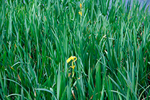 Pianta autoctona - Iris pseudacorus L. (Giaggiolo acquatico)