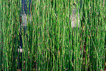 Pianta paludosa - Equisetum hyemale 'Robustum' (Coda di cavallo)